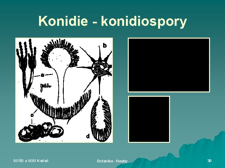 Konidie - konidiospory SOŠS a SOU Kadaň Botanika - Houby 30 