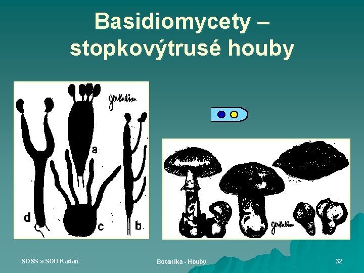 Basidiomycety – stopkovýtrusé houby SOŠS a SOU Kadaň Botanika - Houby 32 