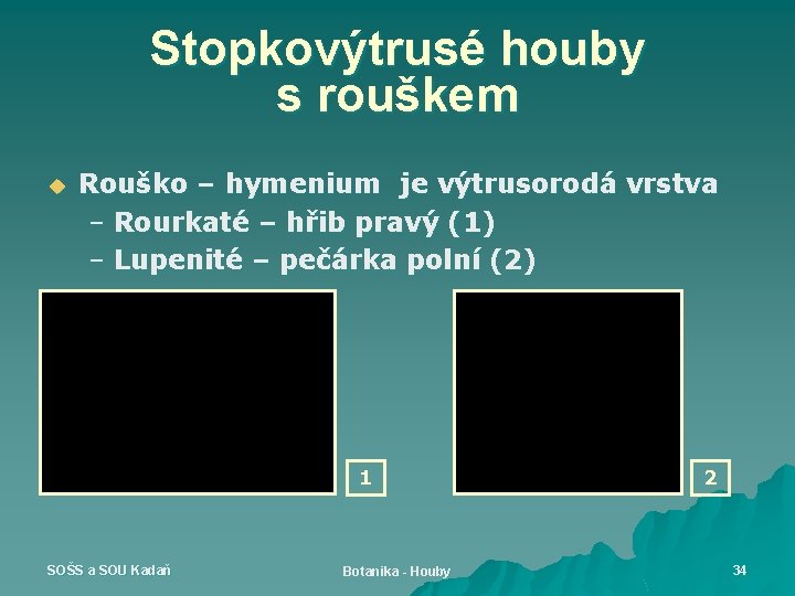 Stopkovýtrusé houby s rouškem u Rouško – hymenium je výtrusorodá vrstva – Rourkaté –