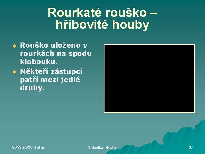 Rourkaté rouško – hřibovité houby u u Rouško uloženo v rourkách na spodu klobouku.