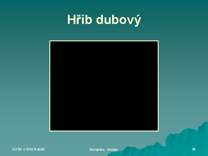 Hřib dubový SOŠS a SOU Kadaň Botanika - Houby 38 