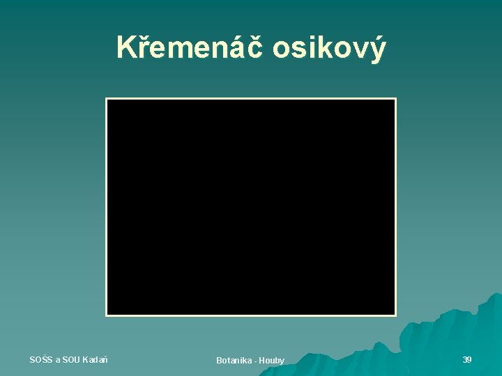 Křemenáč osikový SOŠS a SOU Kadaň Botanika - Houby 39 