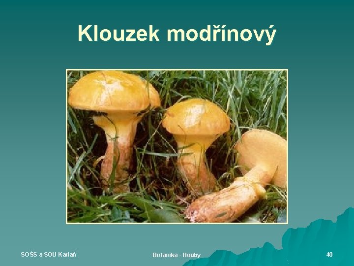 Klouzek modřínový SOŠS a SOU Kadaň Botanika - Houby 40 