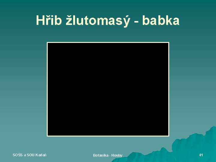 Hřib žlutomasý - babka SOŠS a SOU Kadaň Botanika - Houby 41 