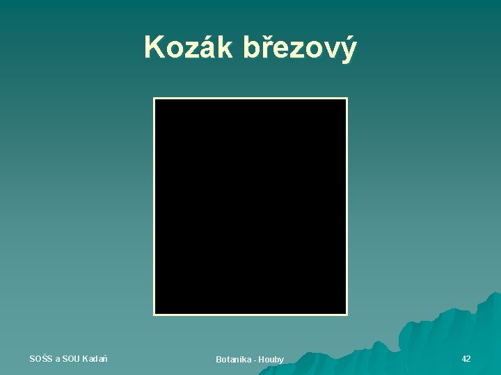 Kozák březový SOŠS a SOU Kadaň Botanika - Houby 42 