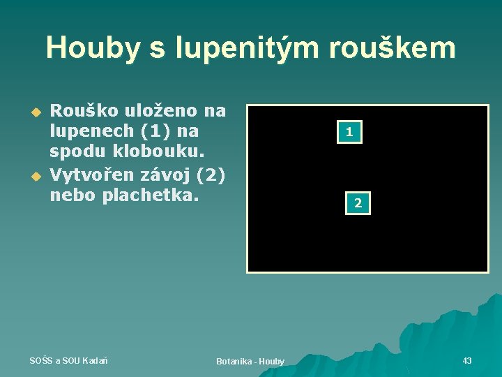 Houby s lupenitým rouškem u u Rouško uloženo na lupenech (1) na spodu klobouku.