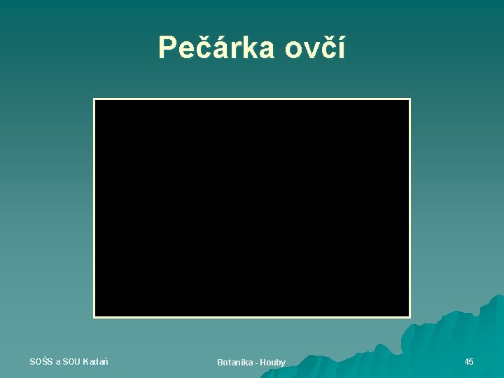 Pečárka ovčí SOŠS a SOU Kadaň Botanika - Houby 45 