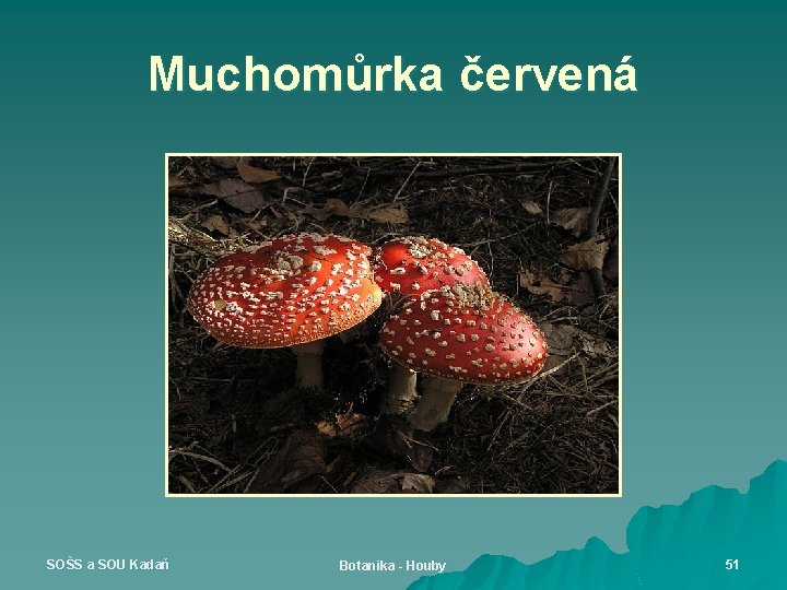 Muchomůrka červená SOŠS a SOU Kadaň Botanika - Houby 51 