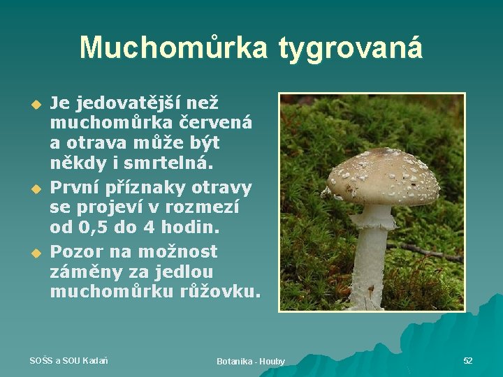 Muchomůrka tygrovaná u u u Je jedovatější než muchomůrka červená a otrava může být