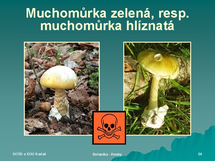 Muchomůrka zelená, resp. muchomůrka hlíznatá SOŠS a SOU Kadaň Botanika - Houby 54 