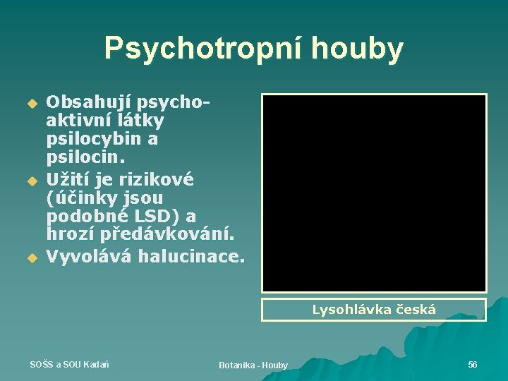 Psychotropní houby u u u Obsahují psychoaktivní látky psilocybin a psilocin. Užití je rizikové