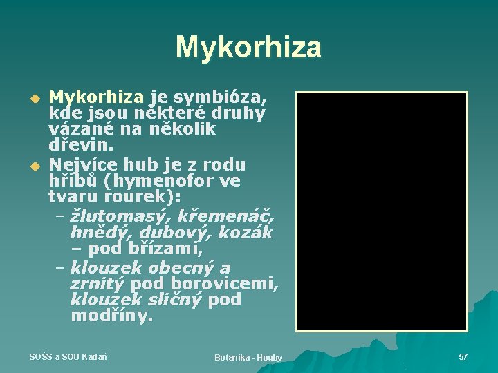 Mykorhiza u u Mykorhiza je symbióza, kde jsou některé druhy vázané na několik dřevin.