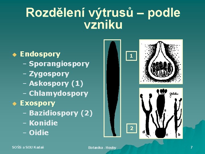 Rozdělení výtrusů – podle vzniku u u Endospory – Sporangiospory – Zygospory – Askospory