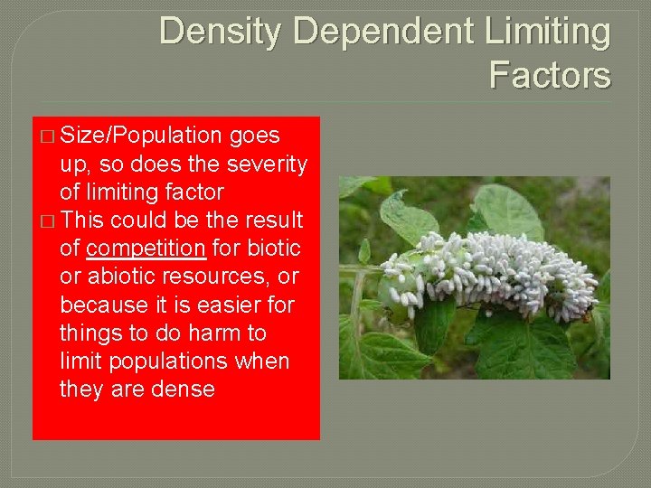 Density Dependent Limiting Factors � Size/Population goes up, so does the severity of limiting