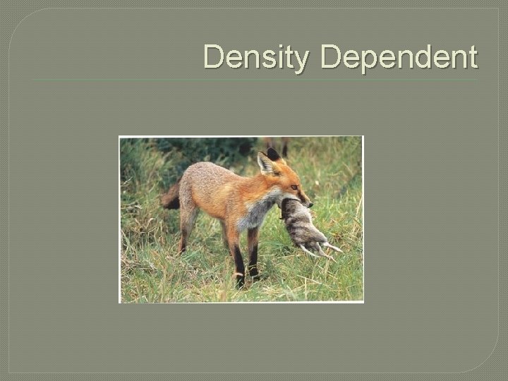 Density Dependent 