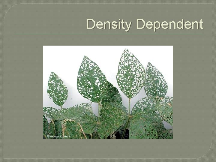 Density Dependent 