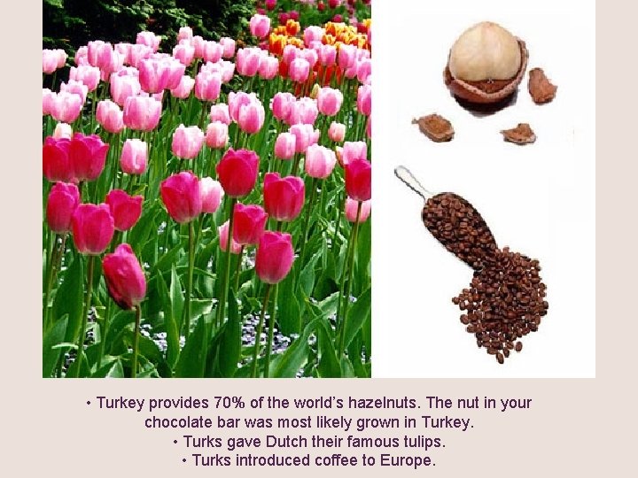  • Turkey provides 70% of the world’s hazelnuts. The nut in your chocolate