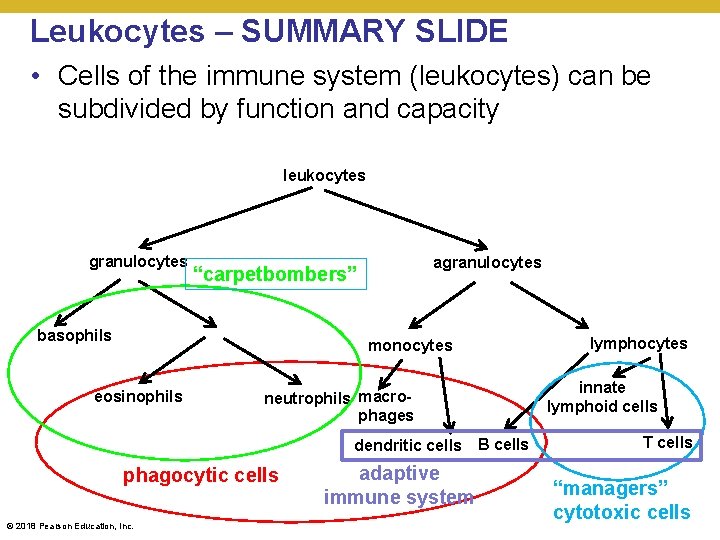 Leukocytes – SUMMARY SLIDE • Cells of the immune system (leukocytes) can be subdivided