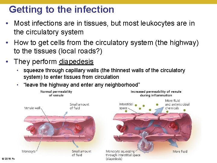 Getting to the infection • Most infections are in tissues, but most leukocytes are