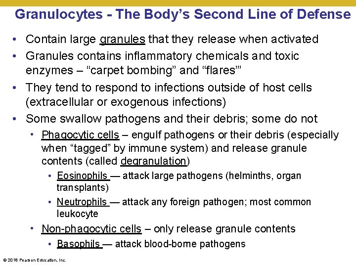 Granulocytes - The Body’s Second Line of Defense • Contain large granules that they