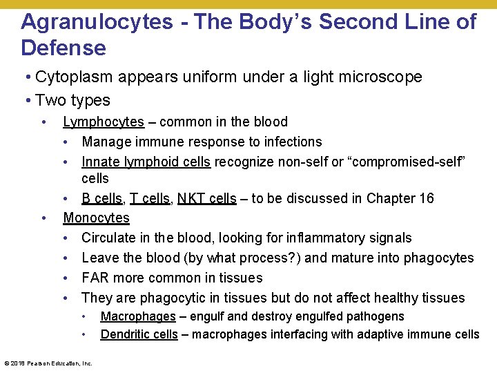 Agranulocytes - The Body’s Second Line of Defense • Cytoplasm appears uniform under a