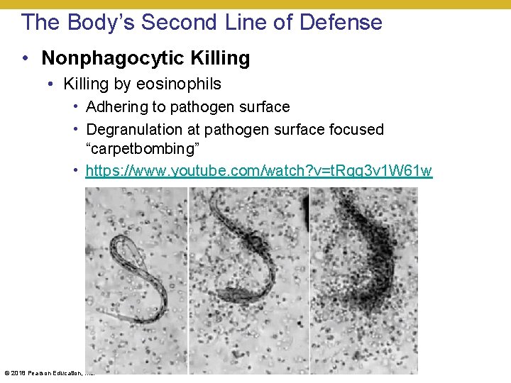The Body’s Second Line of Defense • Nonphagocytic Killing • Killing by eosinophils •