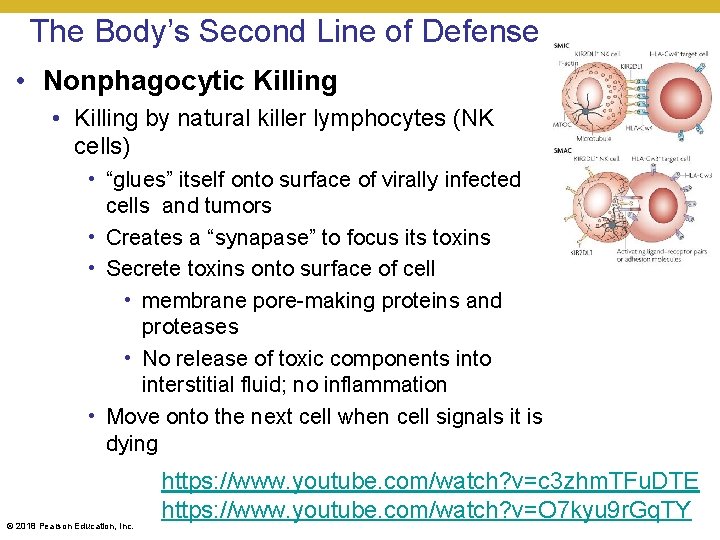 The Body’s Second Line of Defense • Nonphagocytic Killing • Killing by natural killer