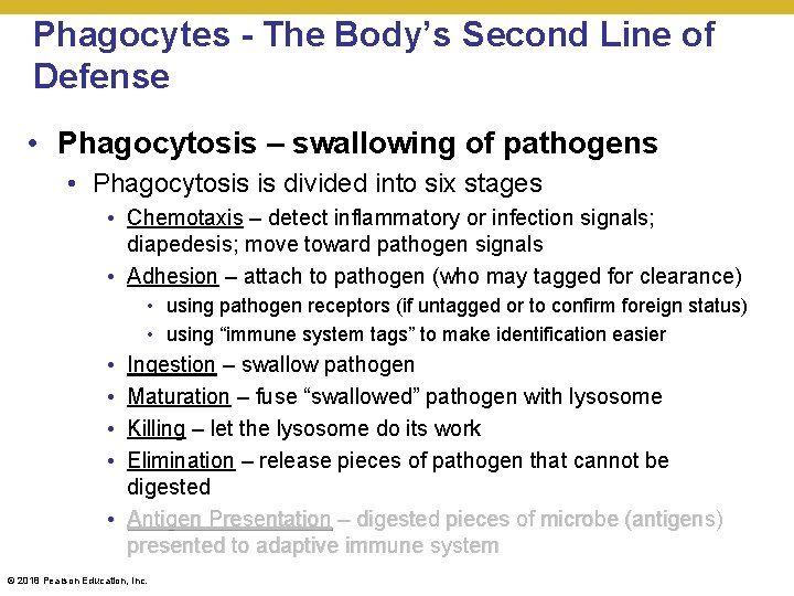 Phagocytes - The Body’s Second Line of Defense • Phagocytosis – swallowing of pathogens