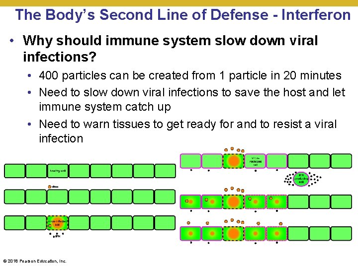 The Body’s Second Line of Defense - Interferon • Why should immune system slow