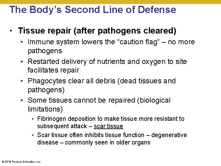 The Body’s Second Line of Defense • Tissue repair (after pathogens cleared) • Immune
