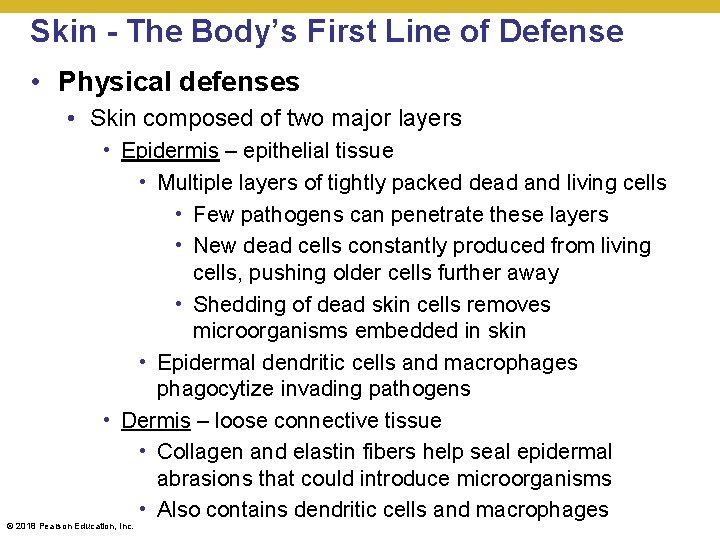 Skin - The Body’s First Line of Defense • Physical defenses • Skin composed
