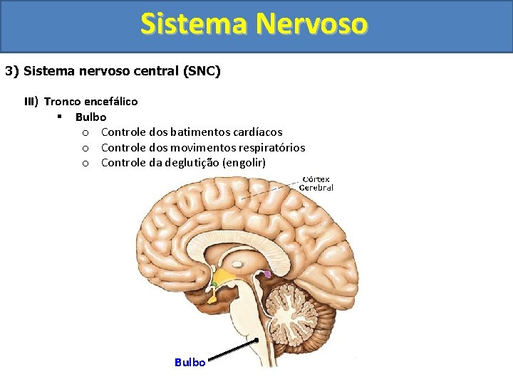 Sistema Nervoso 3) Sistema nervoso central (SNC) III) Tronco encefálico § Bulbo o Controle