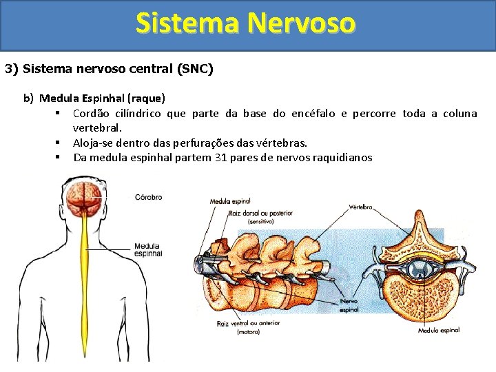 Sistema Nervoso 3) Sistema nervoso central (SNC) b) Medula Espinhal (raque) § Cordão cilíndrico