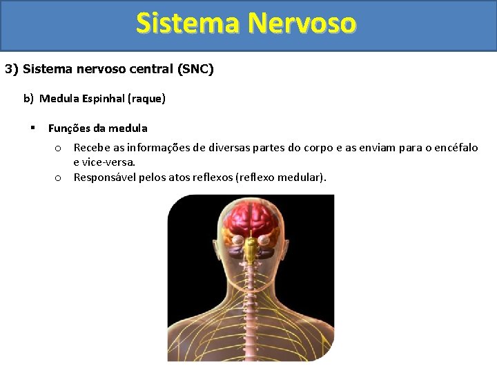 Sistema Nervoso 3) Sistema nervoso central (SNC) b) Medula Espinhal (raque) § Funções da