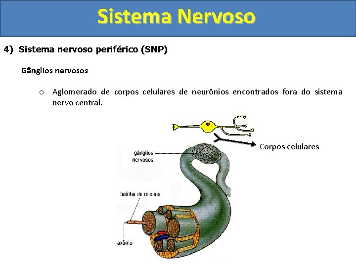 Sistema Nervoso 4) Sistema nervoso periférico (SNP) Gânglios nervosos o Aglomerado de corpos celulares