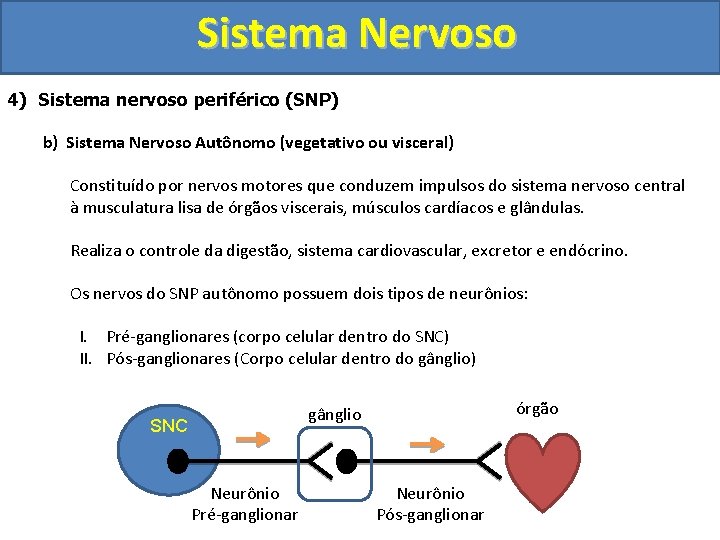 Sistema Nervoso 4) Sistema nervoso periférico (SNP) b) Sistema Nervoso Autônomo (vegetativo ou visceral)