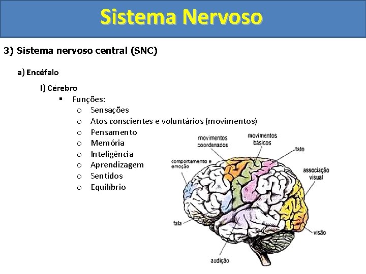 Sistema Nervoso 3) Sistema nervoso central (SNC) a) Encéfalo I) Cérebro § Funções: o
