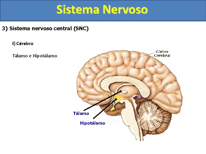 Sistema Nervoso 3) Sistema nervoso central (SNC) I) Cérebro Tálamo e Hipotálamo Tálamo Hipotálamo