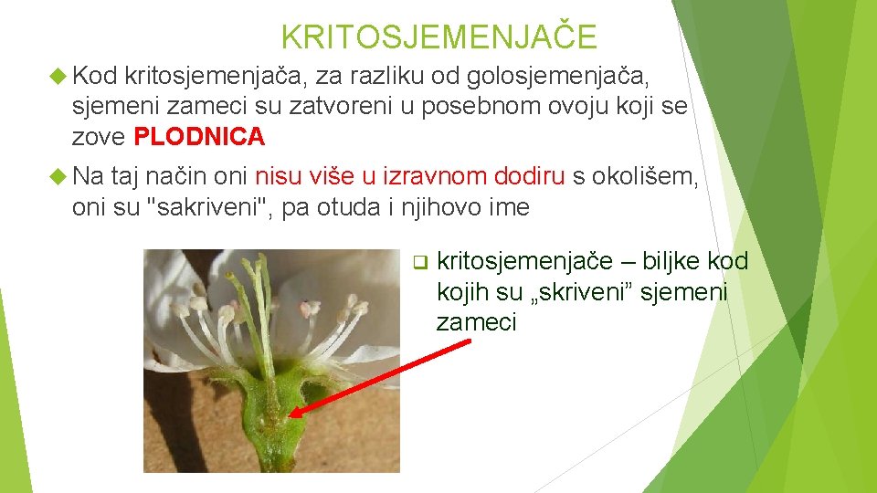 KRITOSJEMENJAČE Kod kritosjemenjača, za razliku od golosjemenjača, sjemeni zameci su zatvoreni u posebnom ovoju