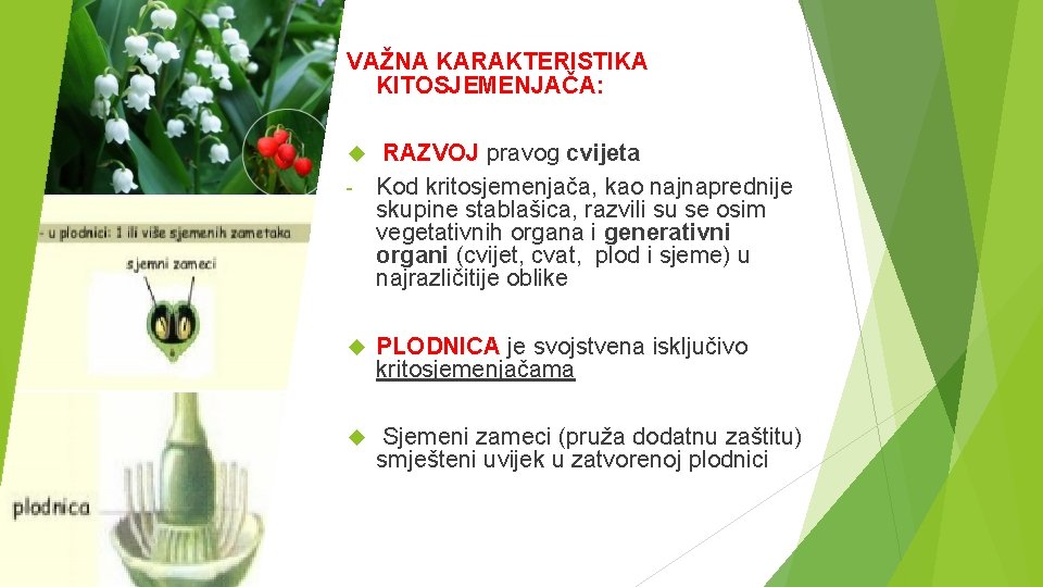 VAŽNA KARAKTERISTIKA KITOSJEMENJAČA: RAZVOJ pravog cvijeta - Kod kritosjemenjača, kao najnaprednije skupine stablašica, razvili