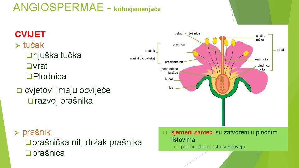 ANGIOSPERMAE - kritosjemenjače CVIJET tučak njuška tučka vrat Plodnica cvjetovi imaju ocvijeće razvoj prašnika