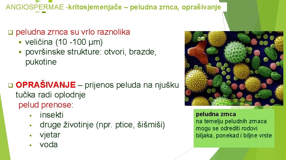 ANGIOSPERMAE -kritosjemenjače – peludna zrnca, oprašivanje peludna zrnca su vrlo raznolika veličina (10 -100