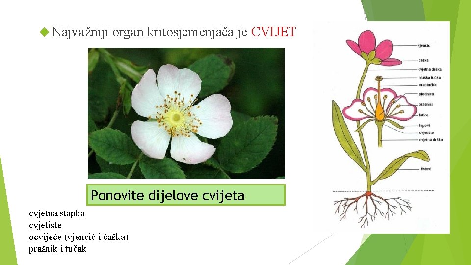  Najvažniji organ kritosjemenjača je CVIJET Ponovite dijelove cvijeta cvjetna stapka cvjetište ocvijeće (vjenčić