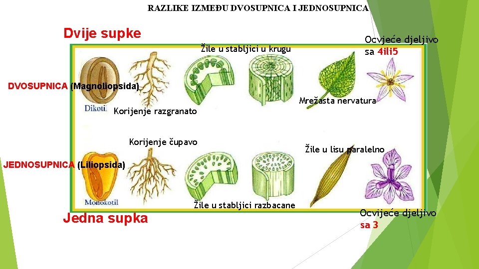 RAZLIKE IZMEĐU DVOSUPNICA I JEDNOSUPNICA Dvije supke Žile u stabljici u krugu Ocvjeće djeljivo