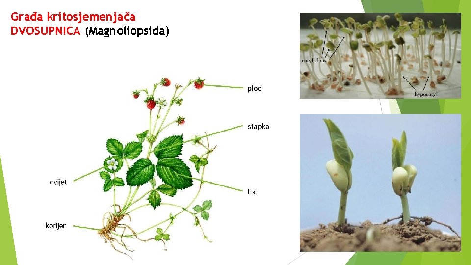 Građa kritosjemenjača DVOSUPNICA (Magnoliopsida) 