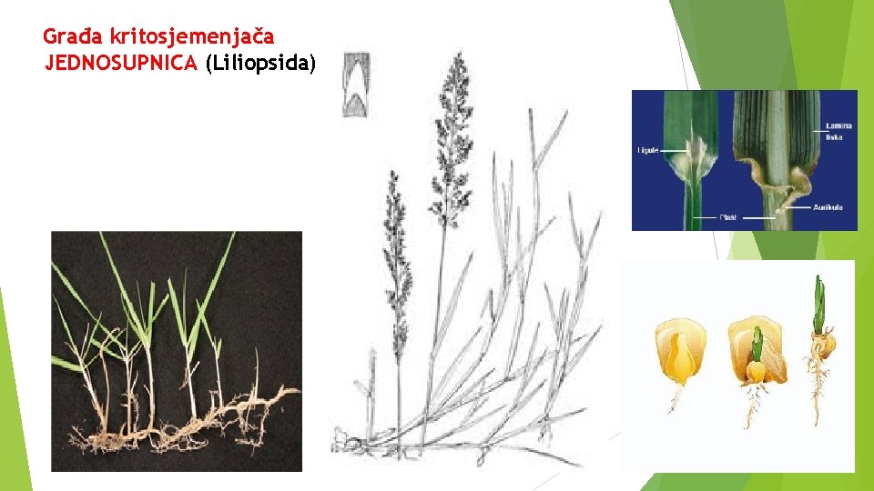 Građa kritosjemenjača JEDNOSUPNICA (Liliopsida) 