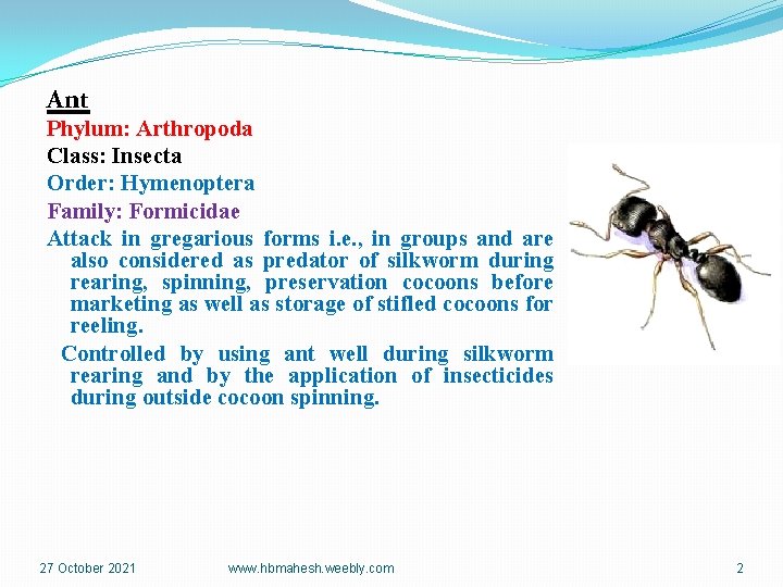 Ant Phylum: Arthropoda Class: Insecta Order: Hymenoptera Family: Formicidae Attack in gregarious forms i.