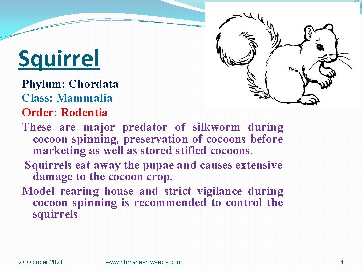 Squirrel Phylum: Chordata Class: Mammalia Order: Rodentia These are major predator of silkworm during