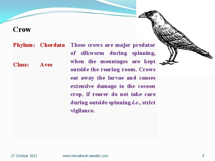 Crow Phylum: Chordata These crows are major predator of silkworm during spinning, when the