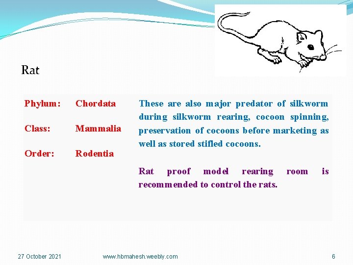 Rat Phylum: Chordata Class: Mammalia Order: Rodentia These are also major predator of silkworm